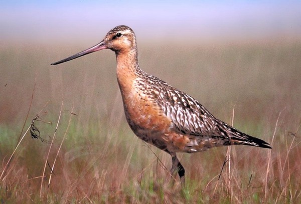 The Bar-tailed Godwit